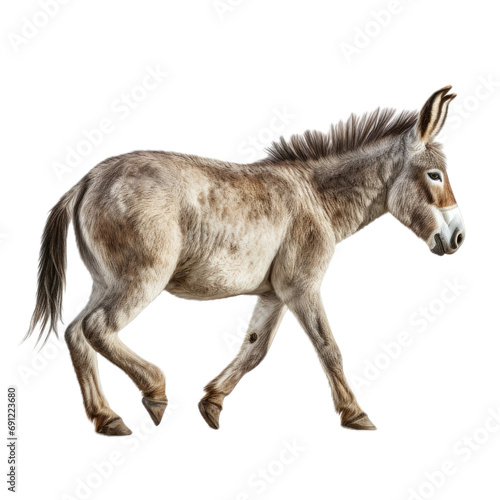 a Donkey/Burro in-motion, full body in a side view in a PNG, isolated and transparent, farm animal-themed, photorealistic illustration. Generative ai