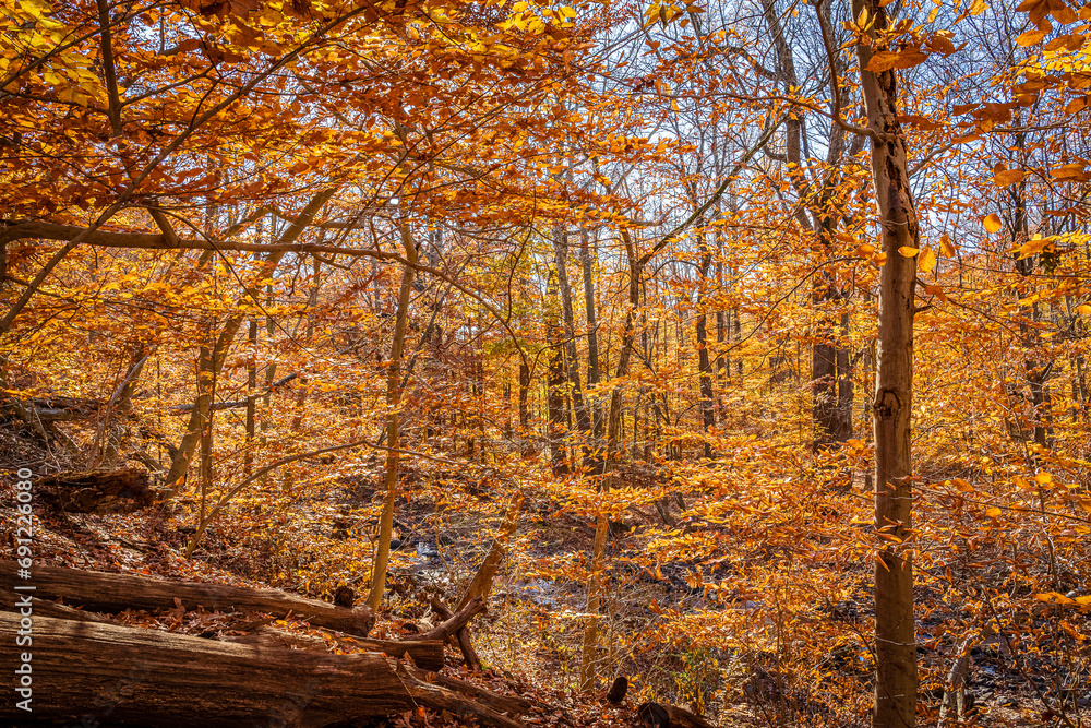 Obraz premium A serene creek meanders through a golden-hued forest at South Mountain Reservation, reflecting the quiet beauty of an autumn in New Jersey.