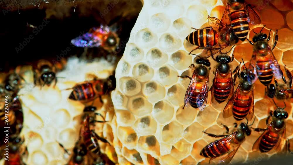 Many Bees inside the beehive,Honeycomb in the nature, Bee colony in hive macro shot Many Bees inside the beehive,Honeycomb in the nature, Bee colony in hive macro shot