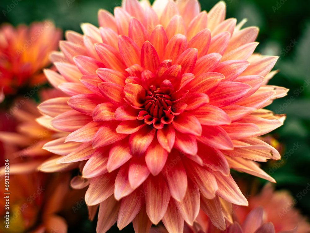 Dahlia Red Pinkish Flower Bulb Dahlia Red Pinkish Flower Bulb