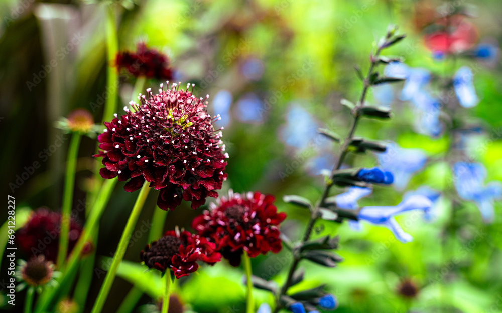 Sweet Scabious Flowers Red and White Outsidepride Scabiosa Pincushion Flower Sweet Scabious Flowers Red and White Outsidepride Scabiosa Pincushion Flower