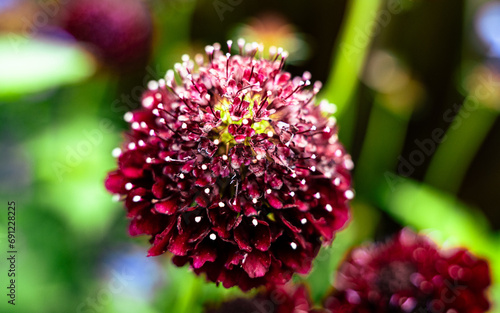 Sweet Scabious Flowers Red and White Outsidepride Scabiosa Pincushion Flower  photo