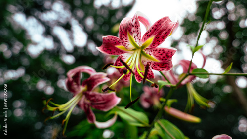 Lily Stargazer Lilium Martagon Miss Feya Flower Blooming Bulbs Pink and Yellow Stargazer Flowers photo