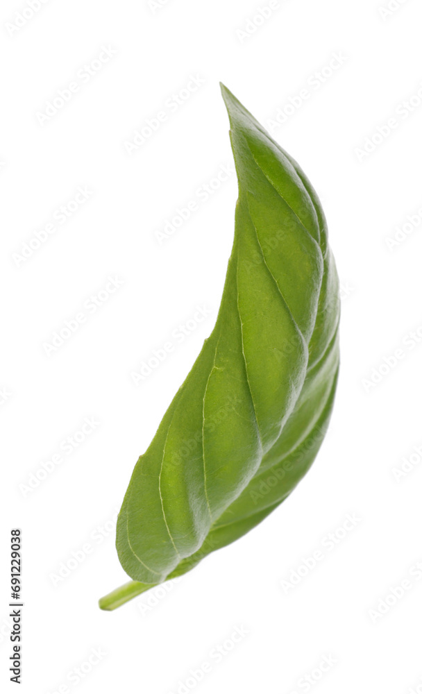 One green basil leaf isolated on white One green basil leaf isolated on white
