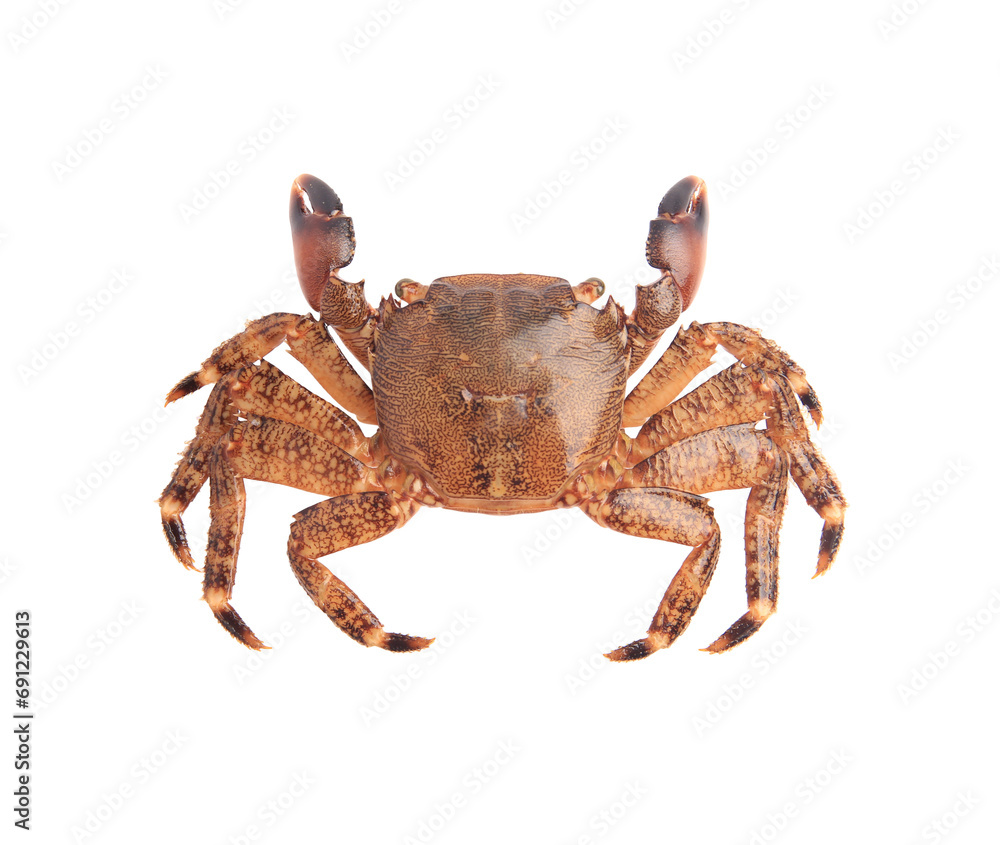 One fresh raw crab isolated on white, top view