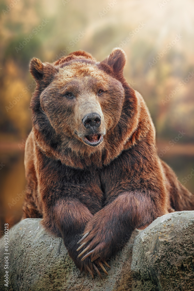 large brown bear leaning with its claws on a rock, in the background is an out-of-focus autumn forest