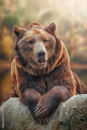 Photography large brown bear leaning with its claws on a rock, in the background is an out-o
