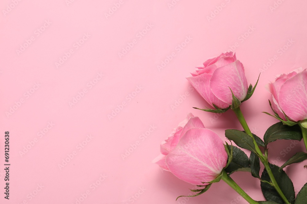 Beautiful roses on pink background, top view. Space for text Beautiful roses on pink background, top view. Space for text