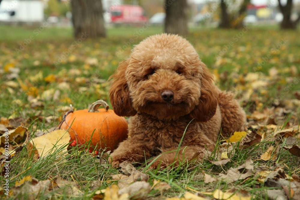 Fototapeta premium Cute fluffy dog and pumpkin on grass in autumn park