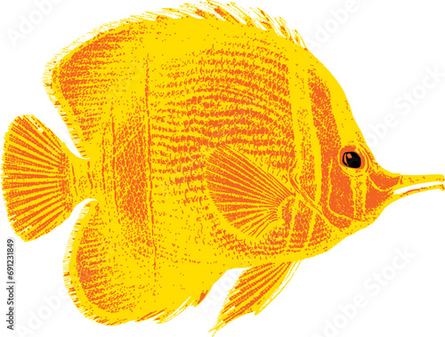 Orange and gold tropical fish illustration