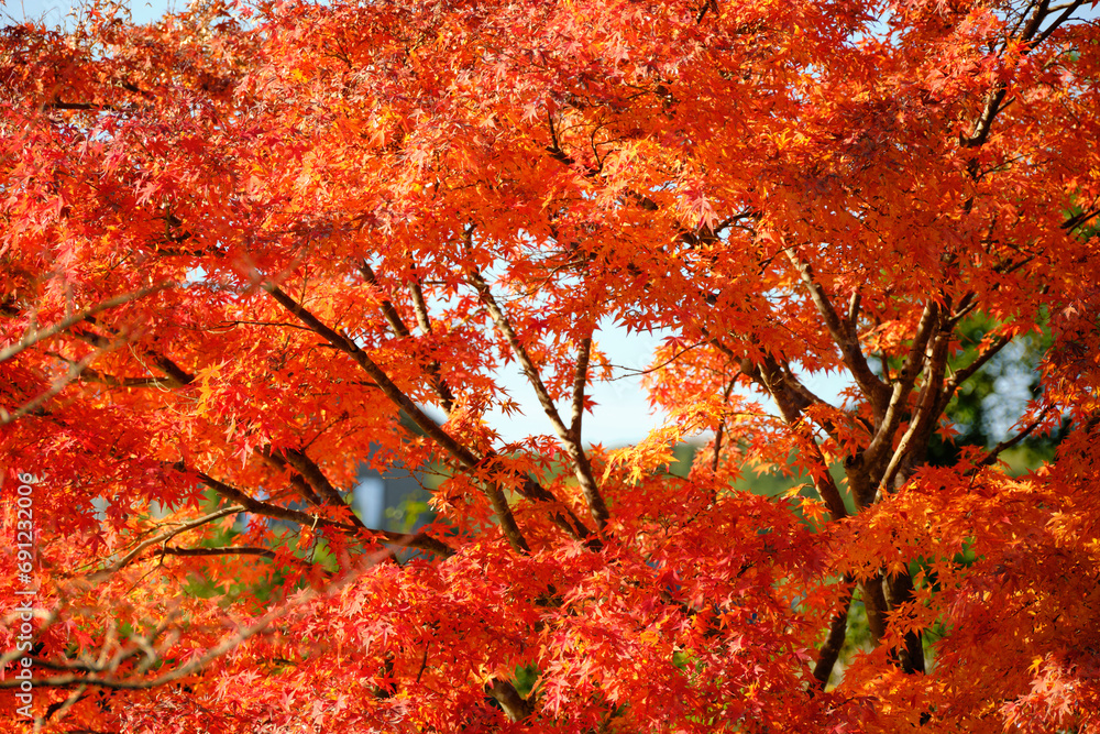 真っ赤に染まる綺麗な楓の木