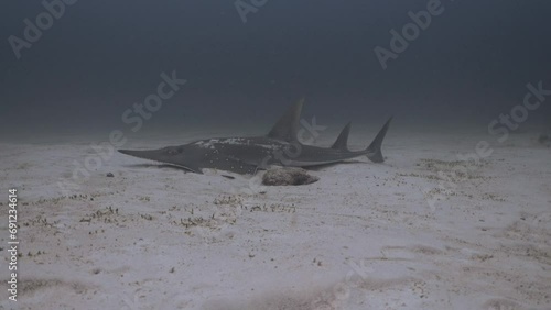 Guitar Shark