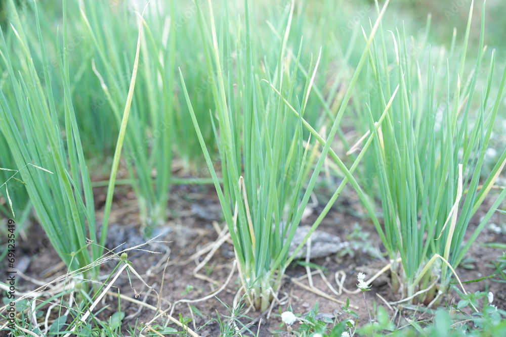 Organically grown onions are good for health. Organically grown onions are good for health.