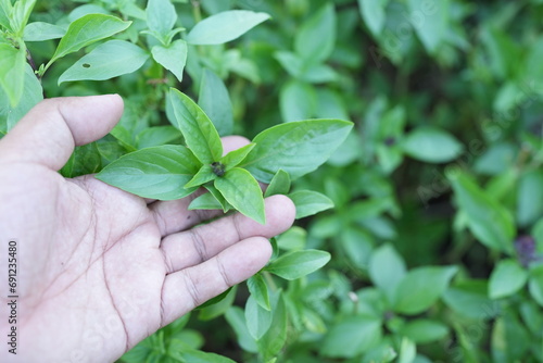 Holy basil vegetable in human hands