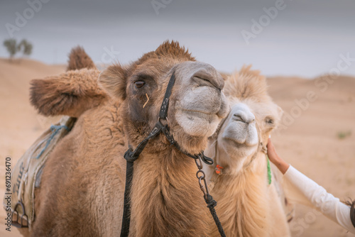 Close up portrait of the camels in the desert of Inner Mongolia, China