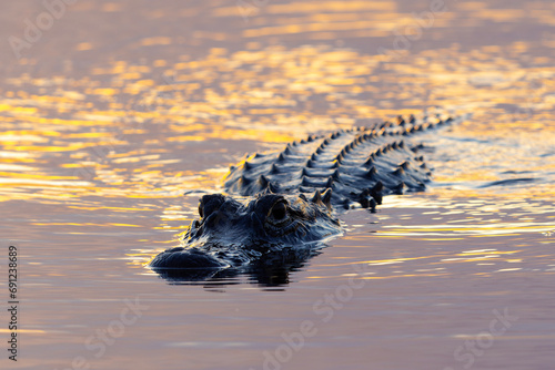American Alligator patrolling  a Florida wetland at sunset