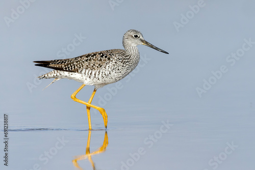 Greater Yellowlegs (Tringa melanoleuca) wading in shallow water - Florida photo