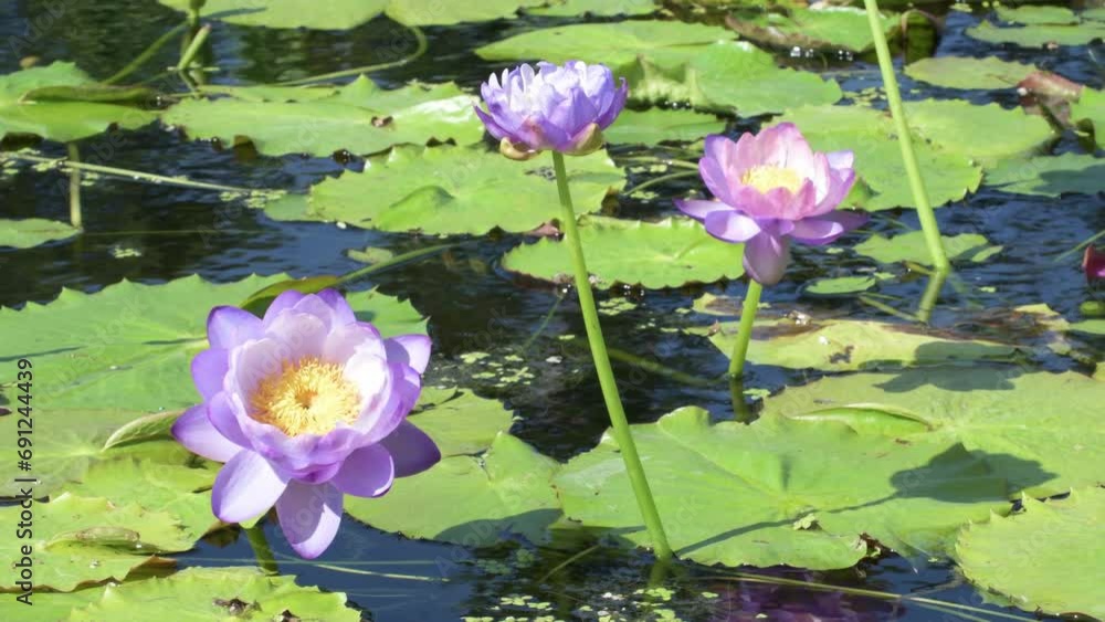 Various waterlily blooming, colorful with refreshing moment. Various waterlily blooming, colorful with refreshing moment.