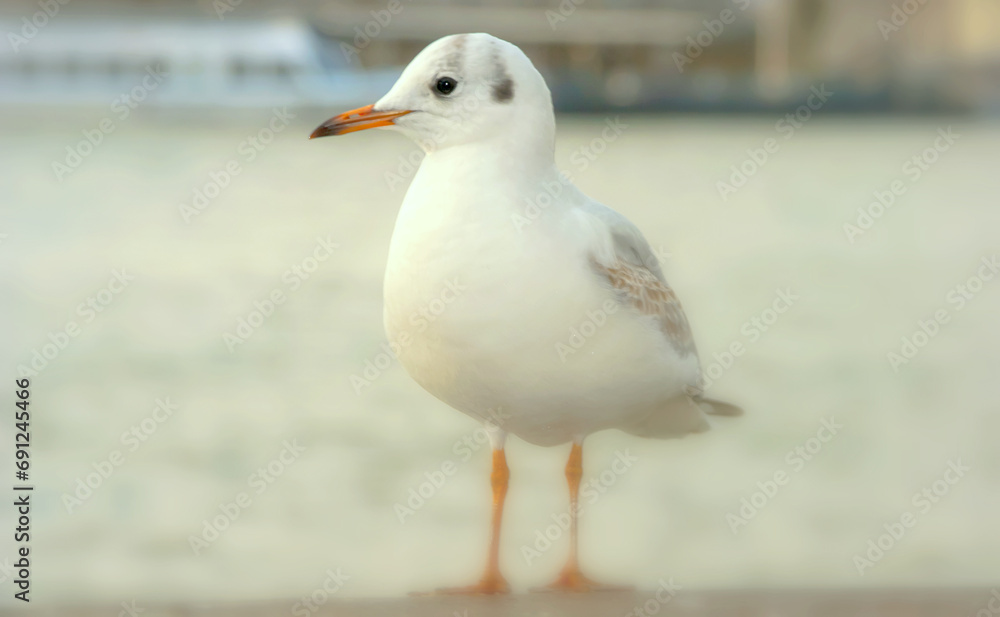 Seagull bird or seabird standing feet on the thames river bank in London, Close up view of white gray bird seagull Seagull bird or seabird standing feet on the thames river bank in London, Close up view of white gray bird seagull