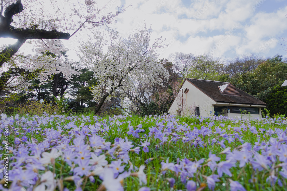 Purple flowers with little house on grass field