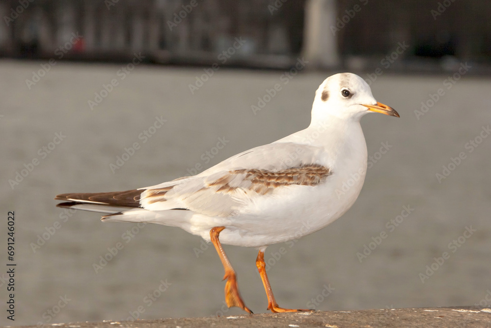 Seagull bird or seabird standing feet on the thames river bank in London, Close up view of white gray bird seagull Seagull bird or seabird standing feet on the thames river bank in London, Close up view of white gray bird seagull