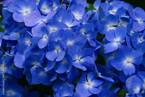 blue hydrangea flowers