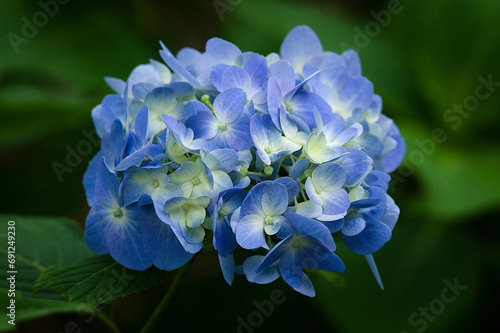 close up of blue hydrangea