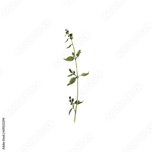 watercolor drawing plant of goosefoot, wild spinach with green leaves and flowers,Chenopodium album , isolated at white background, natural element, hand drawn botanical illustration