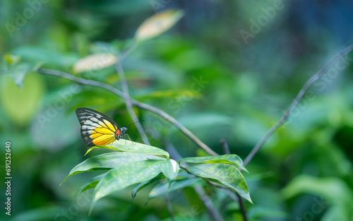 Garden with soft blur green plants and Painted Jezebel butterfly. Copy space. photo