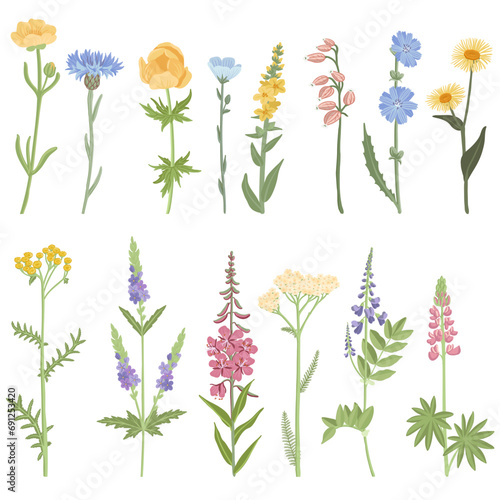 set of field flowers, vector drawing wild plants at white background, floral elements, hand drawn botanical illustration