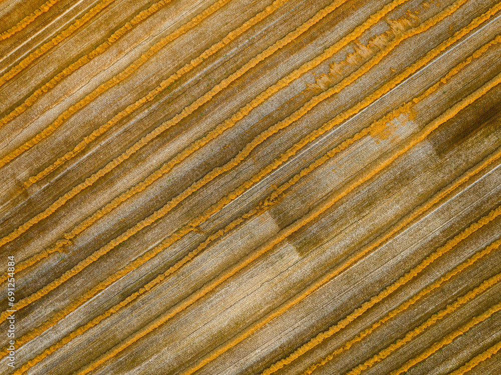 Harvested wheat field cut into rolls prepared for bales Harvested wheat field cut into rolls prepared for bales