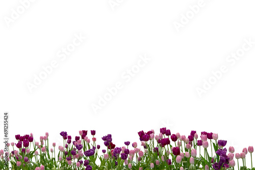 Close-up of several pink and purple tulips isolated on transparent background png file. photo