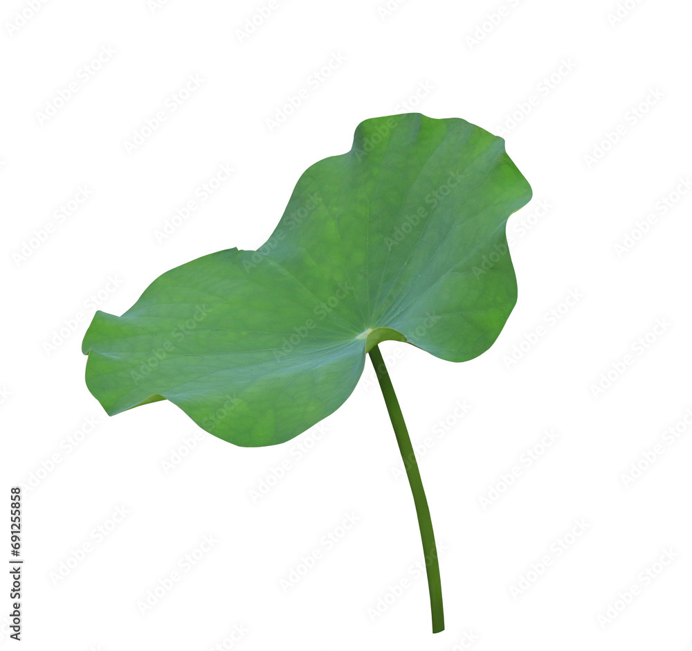 Fototapeta premium Lotus leaf or Lily pad. Close up lotus leaf on stalk isolated on transparent background