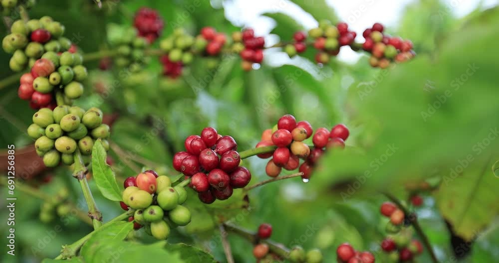 Coffee beans grow on tree Coffee beans grow on tree