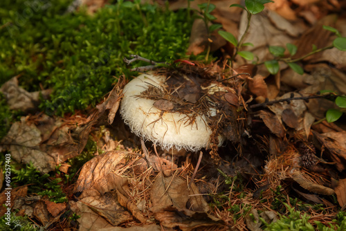 White milk mushroomm in the autumn forest photo