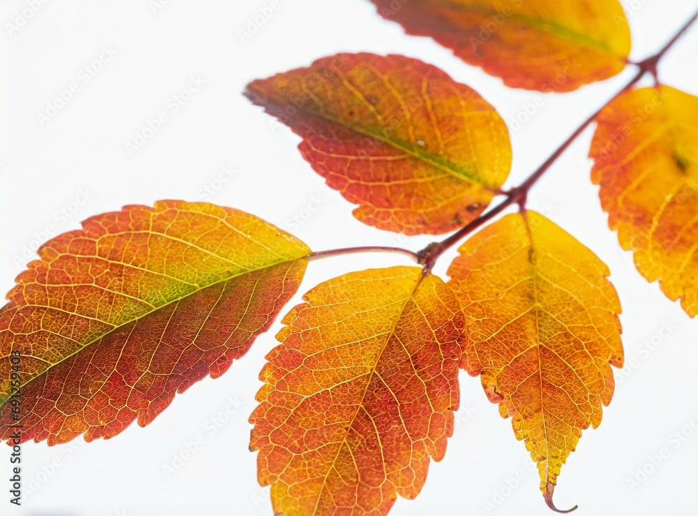 Autumn leaves on a branch isolated on white background, closeup photography Autumn leaves on a branch isolated on white background, closeup photography