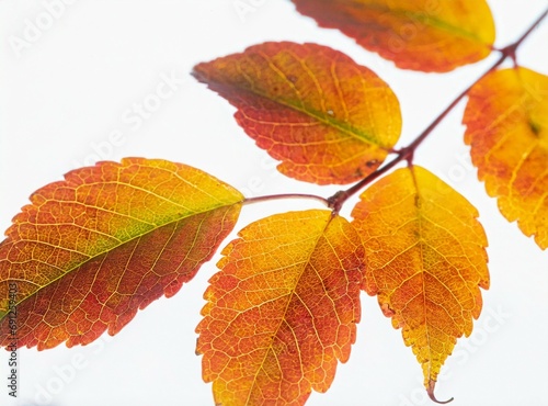 Autumn leaves on a branch isolated on white background, closeup photography