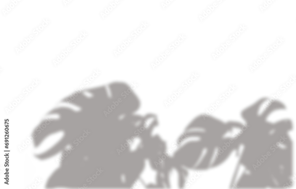 Tropical Monstera Deliciosa plant shadow overlay bottom of frame isolated cutout on transparent Tropical Monstera Deliciosa plant shadow overlay bottom of frame isolated cutout on transparent