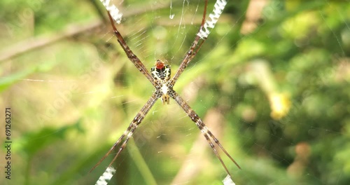 Wallpaper Mural Spider on web with defocused background. Torontodigital.ca