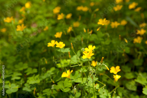 wood sorrel flowers