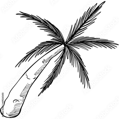 coconut tree handdrawn illustration
