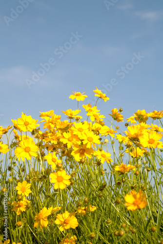 field of yellow flowers © ccarax