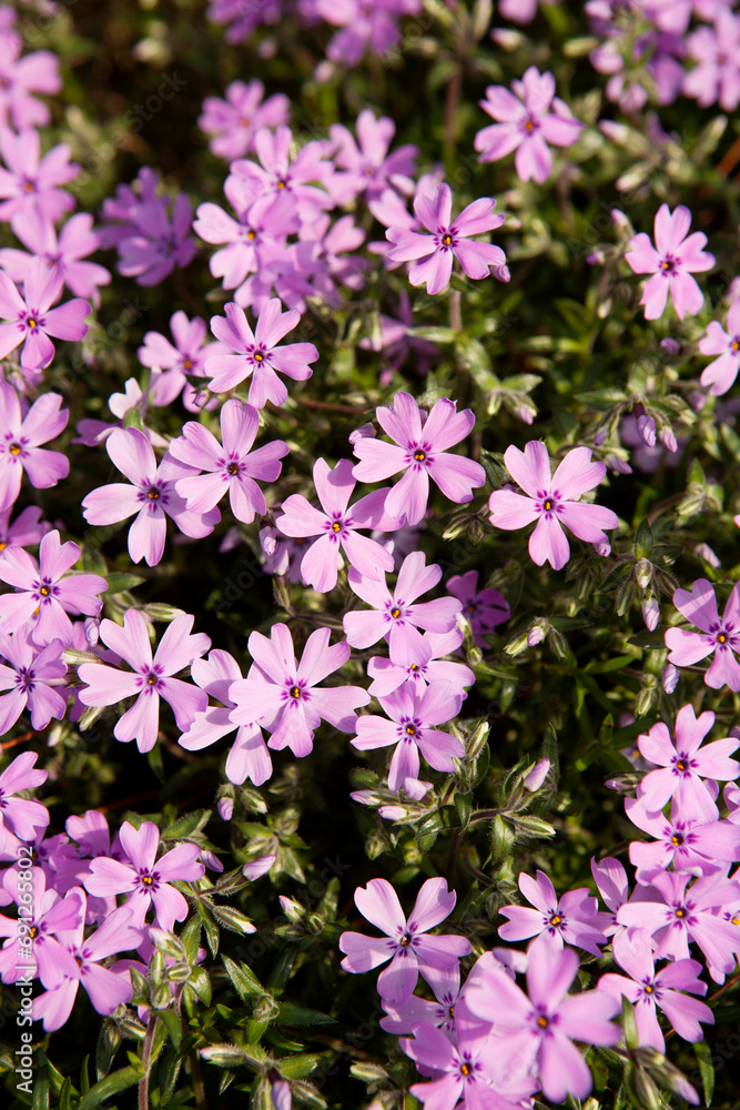 ground pink ground pink
