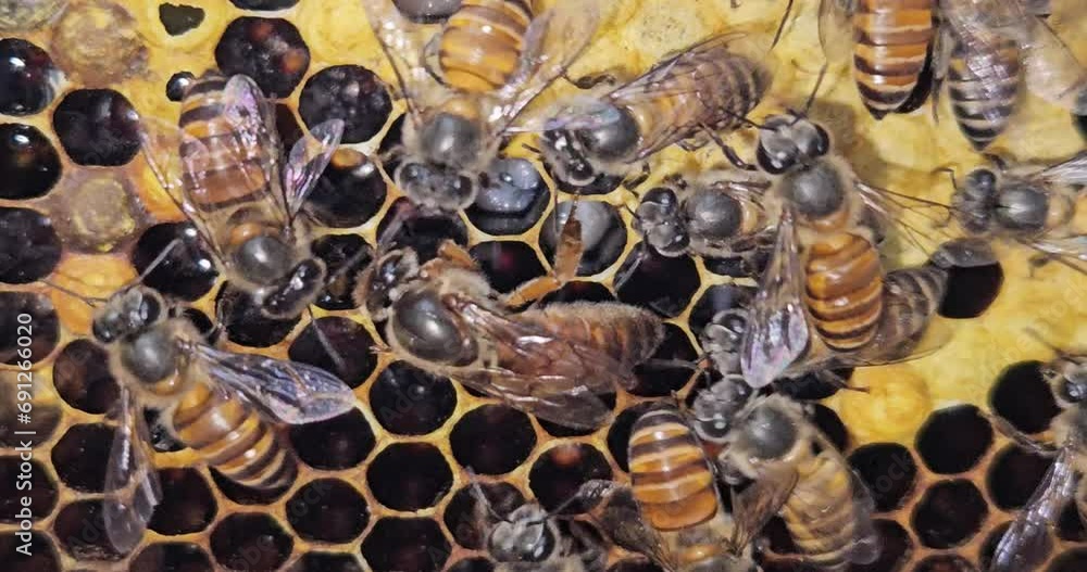 The queen bee surrounded by bees. Queen Bee lays eggs in a honeycomb. Indian honey bee, Apis cerena Indica. The queen bee surrounded by bees. Queen Bee lays eggs in a honeycomb. Indian honey bee, Apis cerena Indica.
