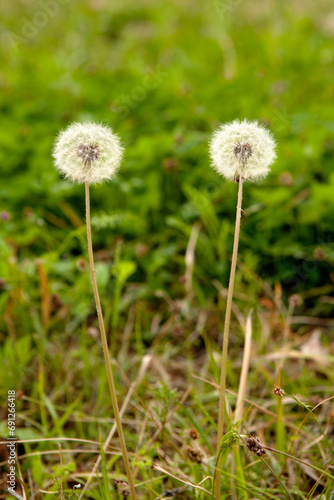 dandelion in April