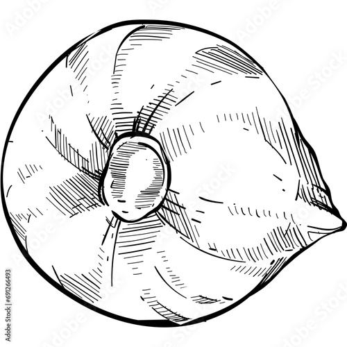 onion handdrawn illustration