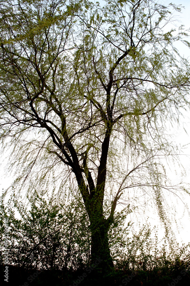 Fototapeta premium willow of April