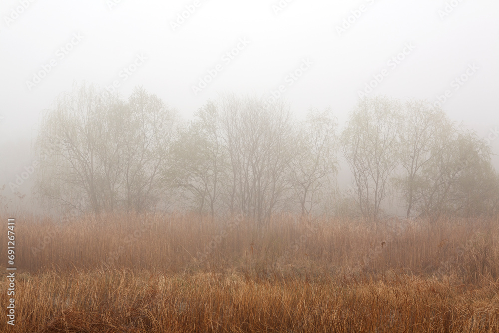 willow trees in the mist