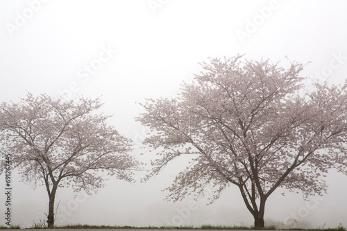Cherry Blossoms in the fog