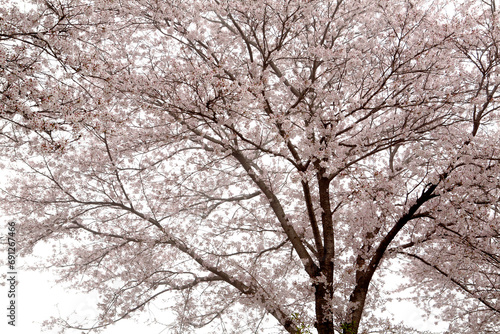 Cherry Blossoms in the fog